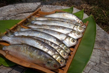 Sardinha-amazônica _ Triportheus albus