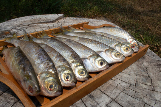 Sardinha-amaz&ocirc;nica _ Triportheus albus