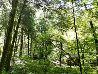 Fototapeta premium 面河渓