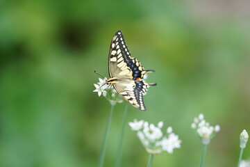ニラの花とキアゲハ