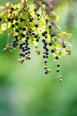 ナツハゼ　コハゼの実