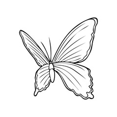 butterfly outline vector illustration