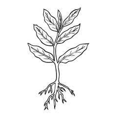 plant line vector illustration