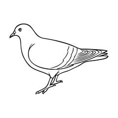 dove line vector illustration