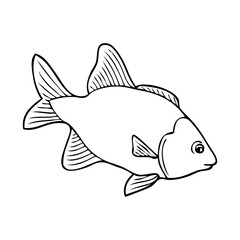 fish line vector illustration