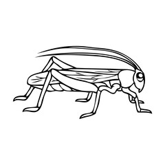 grasshopper line vector illustration