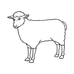 sheep line vector illustration