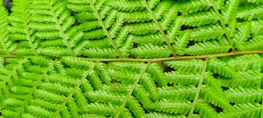 fern leaf background