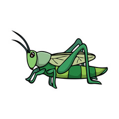 Obraz premium grasshopper vector illustration