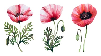 painting of a poppies in watercolor. Flowers isolated against a white background. Paintings of a set of pink and crimson poppies. Hand-painted watercolor flowery background with flowers View Less
