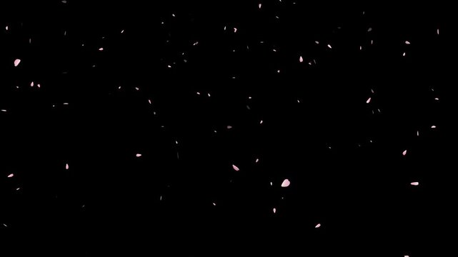 Pink cherry petals falling and flying away on black gradient background. Watercolor cherry blossoms.
Cherry blossom petals flutter down, ink cherry petals. Realistic falling blossoms,
