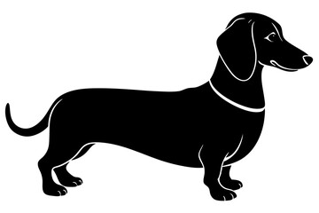 Dachshund dog silhouette, Dachshund icon, Vector black silhouette.