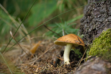 Closeup of Suillus granulatus mushroom growing near tree trunk in forest