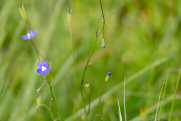 小さな紫の花　ヒナギキョウが野原に咲いている