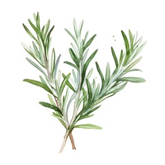 Fototapeta premium Watercolor of Isolated Rosemary Sprig on White Background