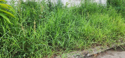 Weeds overrun the empty sidewalks. A variety of grasses thrive in wet soil. Torpedo Grass, Amaranth (have flower blossoming), Indian acalypha, Indian nettle are all fast-growing.monocotyledon
