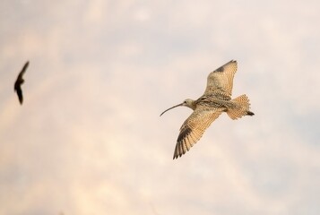 Long billed curlew in flight and banking turn
