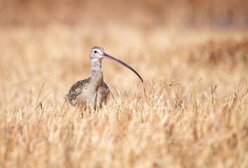 Long billed curlew  up close  in  yellow grass