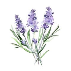 Naklejka premium Delicate Lavender Watercolor Sprig with Calming Purple Flowers and Green Stems
