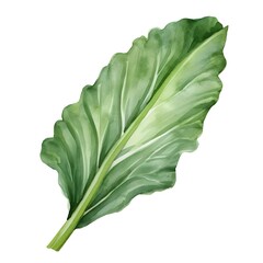 Detailed of a Vibrant Green Chicory Leaf with Curled Edges on White Background