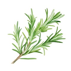 Obraz premium Detailed Watercolor Sprig of Aromatic Rosemary Herb on Clean White Background