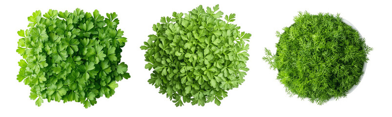 Obraz premium Three different types of green herbs, top view isolated on a black background, cut out, ultra-realistic photography.