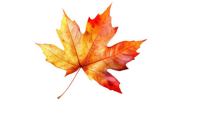 Fototapeta premium Red and orange autumn maple leaf isolated on white background