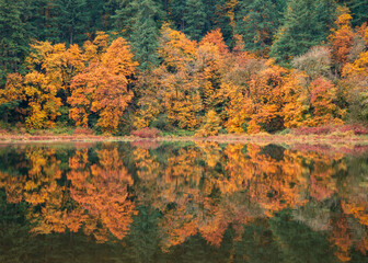 trees reflecting on lake in autumn