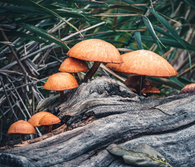 mushrooms growing on fallen log
