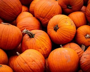 pile of pumpkins