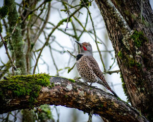northern flicker woodpecker bird on branch