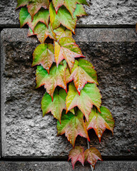 fall color vines growing on wall