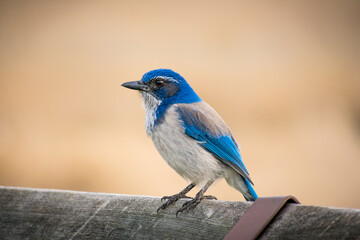 California scrub jay on fence