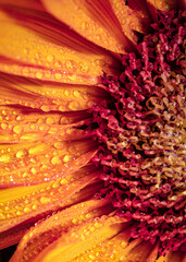 macro photo of wet flower petals