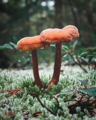 Macro photo of frozen mushrooms