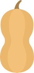 Long pumpkin butternut squash simple flat style illustration