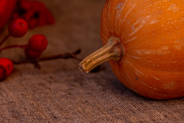 Harvested pumpkins,   bunch of rowanberries on dark background. Autumn still life, mock up.  Autumn...