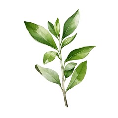Savory Sprig of Small Green Leaves with Peppery Flavor on White Watercolor Background