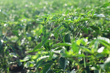 Photo of the top of a chili plant with small white flowers.