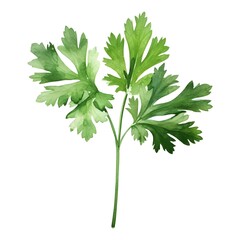 Vibrant Watercolor Parsley Sprig with Smooth Green Leaves on White Background