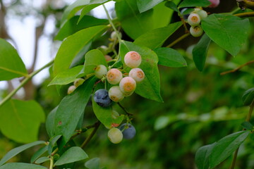 close up of Blueberry fruit still green