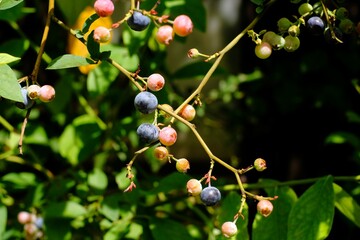 close up of Blueberry fruit still green