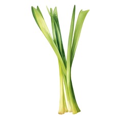 Watercolor Lemongrass Stalk on Clean White Background