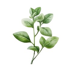 Obraz premium Watercolor of Aromatic Oregano Sprig with Fuzzy Green Leaves on White Background