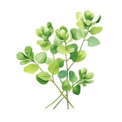Obraz premium Watercolor of Fenugreek Sprig with Green Leaves and Maple Aroma on White Background