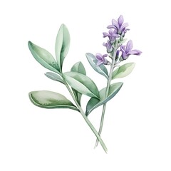 Watercolor Sage Flower with Green Leaves on White Background