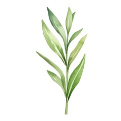 Fototapeta premium Watercolor Tarragon Leaf with Licorice Aroma Isolated on White Background