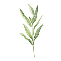 Fototapeta premium Watercolor Tarragon Leaf with Licorice Aroma Isolated on White Background