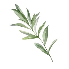Fototapeta premium Watercolor Tarragon Leaf with Licorice Aroma on White Background
