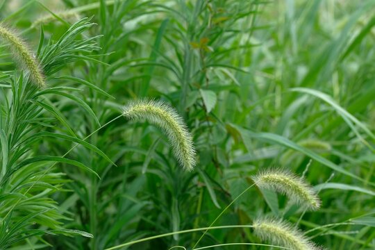 close up of green bristlegrass